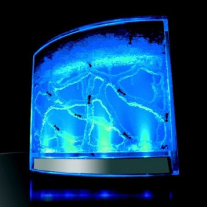 Antquarium - akvárium a hangyák számára LED világítással